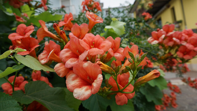 Flowers of beautiful colors Chinese trumpet creeper or campsis