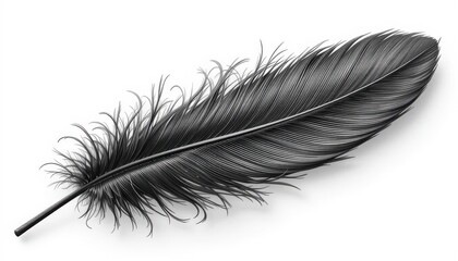  Delicate Black and White Feather Vector on Clean White Background