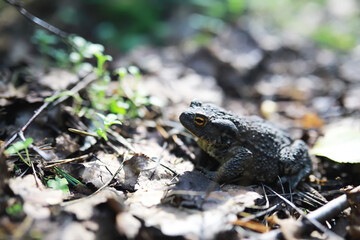 Wild Toad in Natural Woodland Habitat with Soft Focus and Natural Light