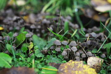 Close-up of Small Mushrooms Growing Amidst Green Grass and Leaves in a Forest