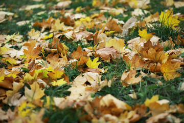 Colorful Autumn Leaves on Grass with a Green Background, Perfect for Seasonal Fall Photography and Nature Illustrations