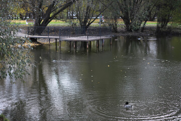 Peaceful Urban Park Lake with Duck, Trees, and Metal Dock on Autumn Day