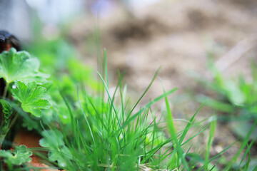 Close-Up of Green Grass and Leaves in a Garden Setting with Blurred Background