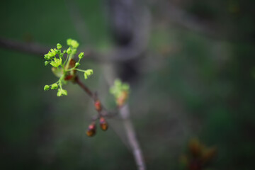 Close-Up of Fresh Spring Buds and Blossoming Leaves on Branch Against Blurred Green Background