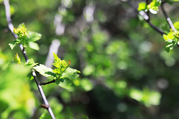 Fresh Spring Green Leaves on Branches with Natural Sunlight and Bokeh Background