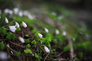 Close-Up of White Bell-Shaped Wildflowers on Forest Floor with Blurred Background