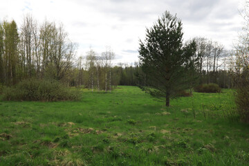 Obraz premium Serene Spring Landscape with Lush Green Meadow and Trees Under Cloudy Sky