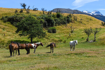 Obraz premium Horses on meadow in New Zealand