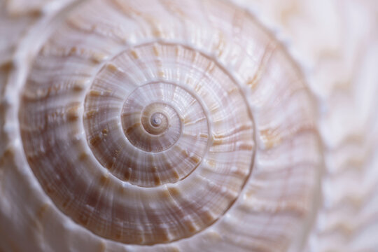 Close up of spiral pattern on seashell creating concentric circles