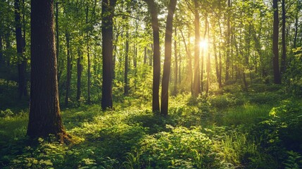 Obraz premium Serene sunlit forest with lush green undergrowth, peaceful woodland landscape