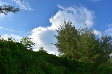 Serene landscape with calm water reflecting green trees under a bright blue sky with fluffy clouds.