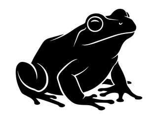 frog on white background