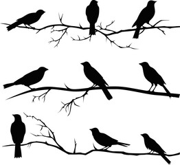 Birds on a branch, set of silhouettes of birds on a branch. Vector illustration of birds sitting on a branch for design.