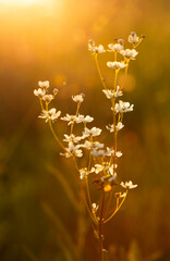 Wiosenna łąka, białe kwiaty Wiązówki, zachód słońca, tapeta, dekoracja.  © mycatherina