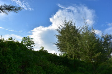 Serene landscape with calm water reflecting green trees under a bright blue sky with fluffy clouds.