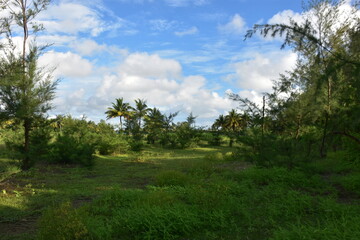 Serene landscape with calm water reflecting green trees under a bright blue sky with fluffy clouds.