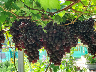 Ripe Grapes Hanging on Vine in Vineyard