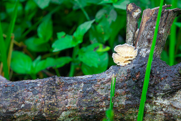 Eucalyptus wood fungus (Ganoderma applanatum) thriving in humid areas. Known for medicinal properties—antioxidants, immune boost, and traditional healing