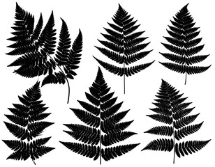 Fototapeta premium Black silhouettes of fern leaves