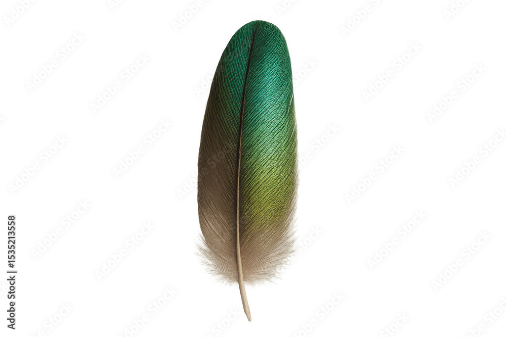 Poster detailed image of colorful bird feather showing delicate structure and gradient of color, isolated o