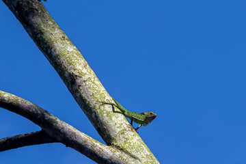 Chameleon (Chamaeleonidae), known as 