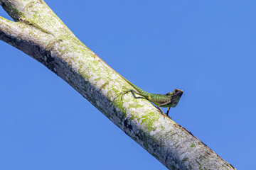 Chameleon (Chamaeleonidae), known as 