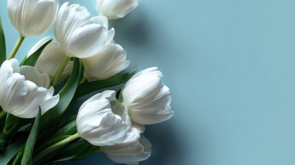 Fototapeta premium Elegant white tulips arranged on a soft blue background, showcasing their delicate petals and vibrant greens
