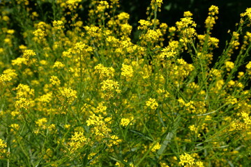 Bunias orientalis or hill mustard. Pretty yellow flower bush. Stockholm, Sweden.