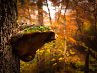  Baumschwamm am Baumstamm im herbstlichen Wald
