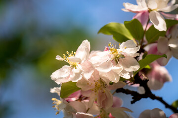 Apfelblüte im Frühling bei Sonnenschein vor blauem Himmel