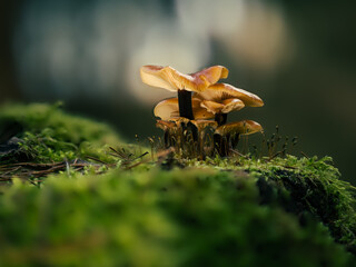 Pilze auf Moos im Wald: Nahaufnahme von Samtfußrüblingen