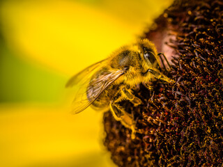 Biene auf Blume während der Bestäubung im Garten