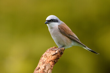 Neuntöter Männchen