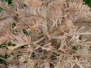 A close-up shot of a dry fir tree. Dead tree.