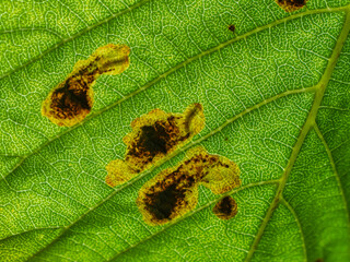 Close-up of horse-chestnut leaf with visible leaf miner damage caused by Cameraria ohridella. Macro...