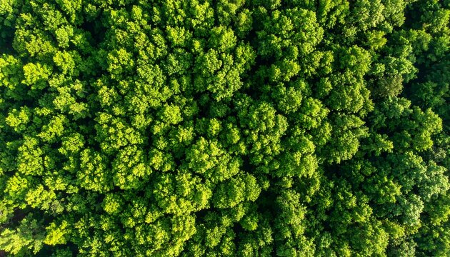 Dense green forest canopy