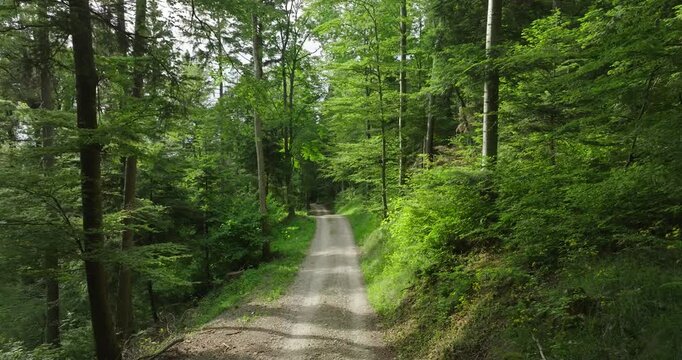 Aerial view of a peaceful forest trail winding through lush green trees. Sunlight filters through the canopy, casting soft shadows on the quiet path below.
