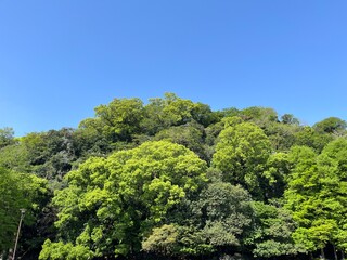 Obraz premium 徳島城公園の木