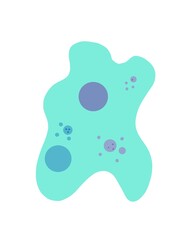 Amoeba proteus protozoa is moving and showing pseudopods