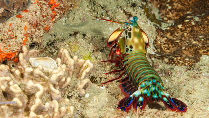 Mozambique, Maputo, Ponta do Ouro, Peacock Mantis Shrimp (Odontodactylus scyllarus)