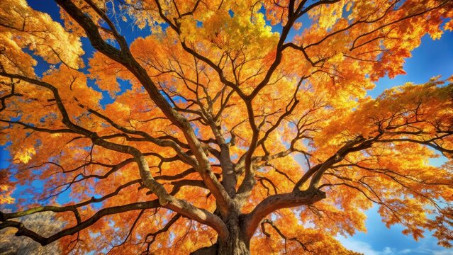 A sprawling maple tree is covered in a blanket of rustling dry leaves, its branches stretching towards the sky like skeletal fingers against a clear blue sky , landscape photography, fall foliage
