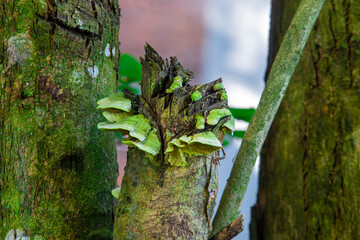 Eucalyptus wood fungus (Ganoderma applanatum) thriving in humid areas. Known for medicinal...