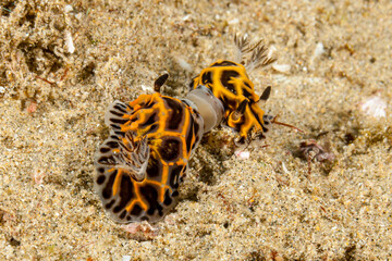 Mozambique, Maputo, Ponta do Ouro, Black and Yellow Nudibranch, Sea slug