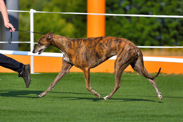 Beautiful greyhound on dog show at summer