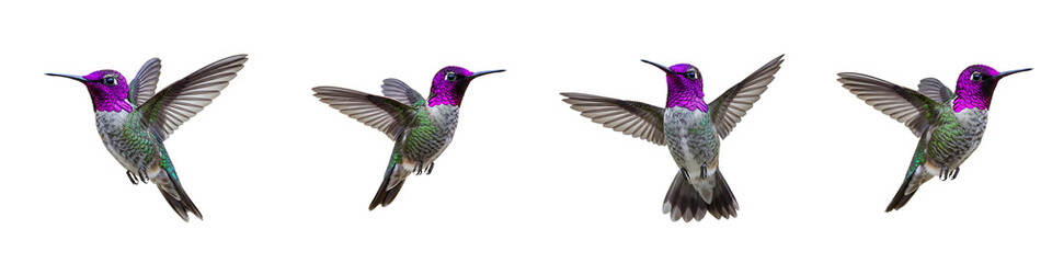 Fototapeta premium Colorful Hummingbirds in Motion Transparent Background
