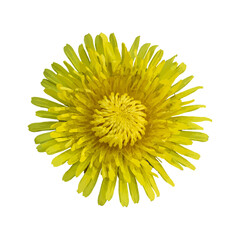 Vector Close-Up of Bright Yellow Dandelion Flower Isolated on White Background
