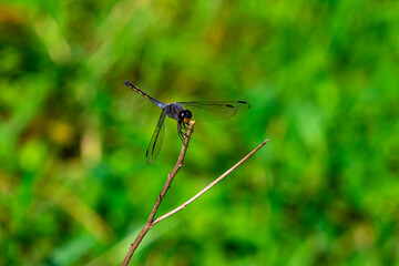 A dragonfly (Anisoptera sp.) perches precisely on a thin twig, showcasing its perfect balance and delicate wing structure.