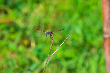 A dragonfly (Anisoptera sp.) perches precisely on a thin twig, showcasing its perfect balance and delicate wing structure.