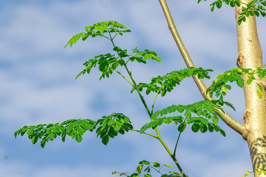A mature Moringa oleifera tree grows tall and lush, known for its powerful health benefits and highly nutritious leaves.