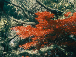 Symphony of Autumn Red Leaves and Pine Branches